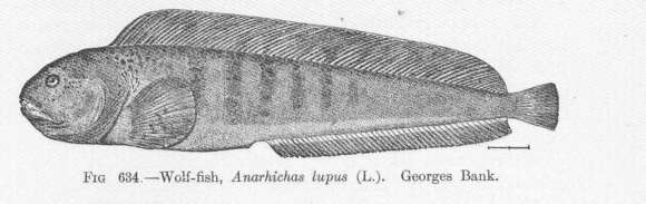 Image of Anarhichas