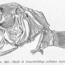 Imagem de Anarrhichthys ocellatus Ayres 1855