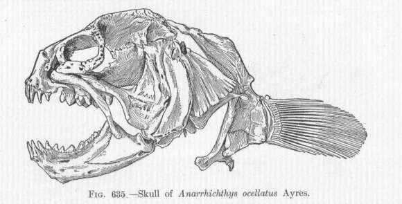 Sivun Anarrhichthys kuva