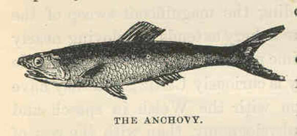 Image de Anchovia