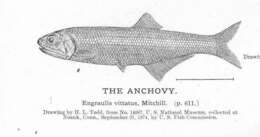 Image de Anchovia