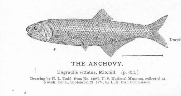 Image de Anchovia