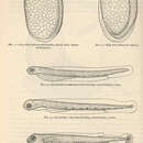 Sivun Engraulis eurystole (Swain & Meek 1884) kuva