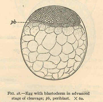 Image of Anchoa