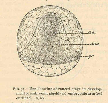 Image de Anchoa