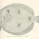Sivun Ancylopsetta ommata (Jordan & Gilbert 1883) kuva
