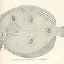 Image of Ocellated Flounder