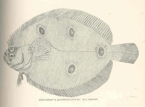 Image de Ancylopsetta ommata (Jordan & Gilbert 1883)