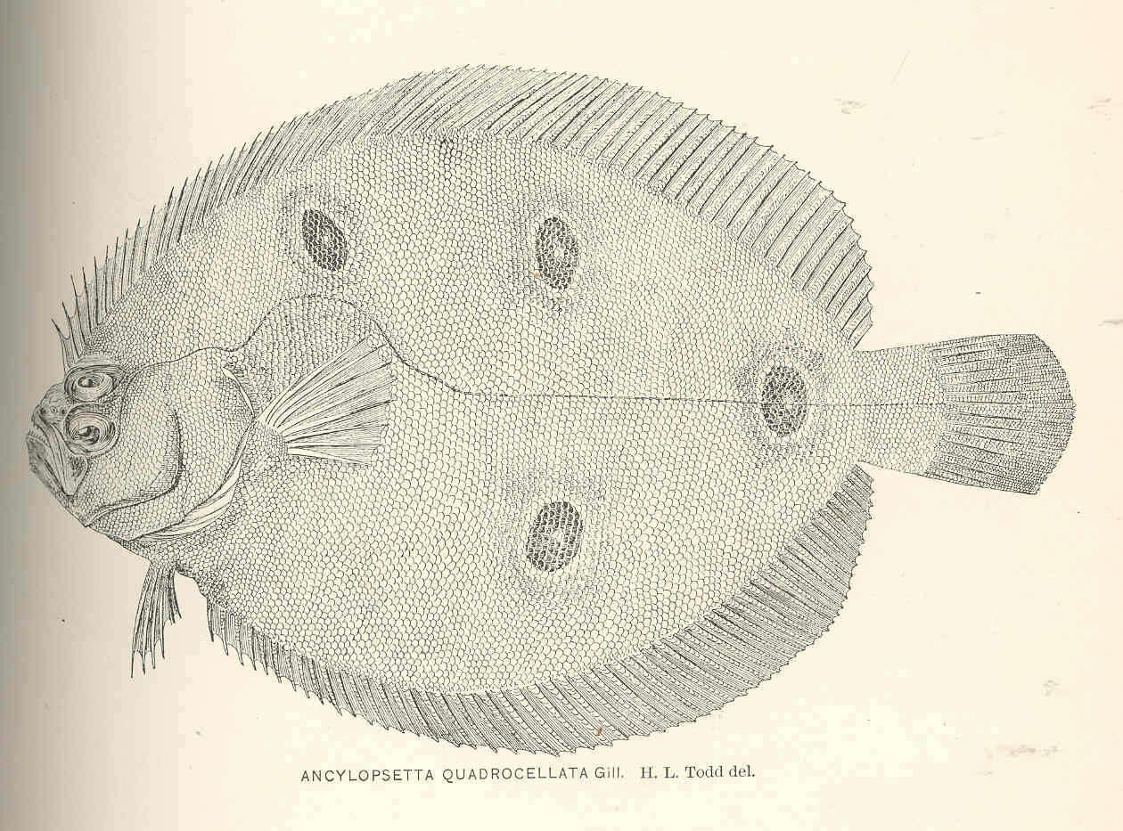 Sivun Ancylopsetta ommata (Jordan & Gilbert 1883) kuva