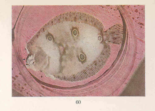 Image de Ancylopsetta ommata (Jordan & Gilbert 1883)