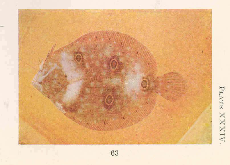 Image of Ocellated Flounder