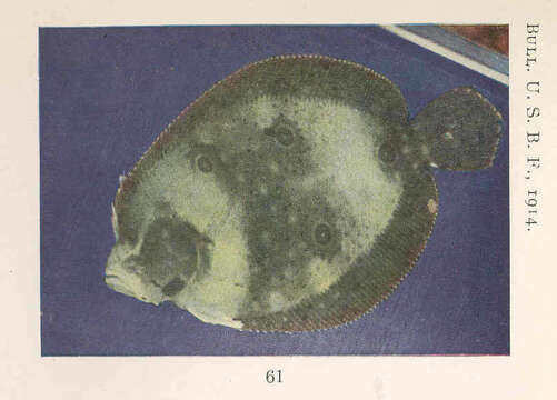 Image of Ocellated Flounder