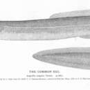 Image of American Eel