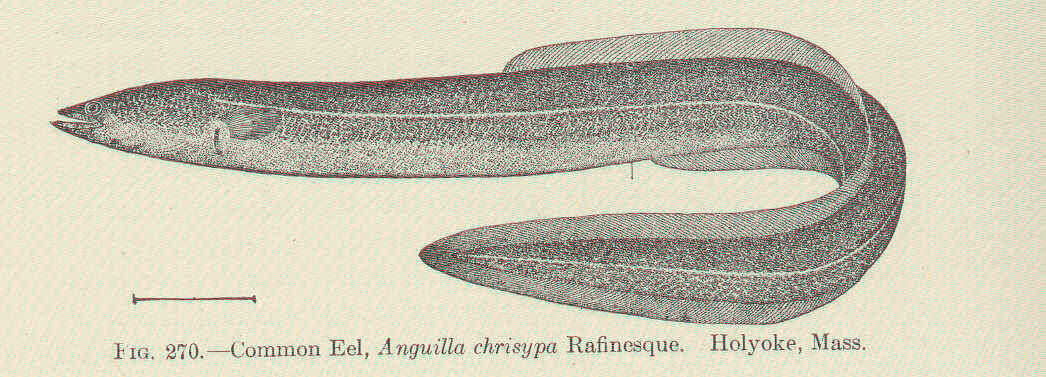 Plancia ëd Anguillidae