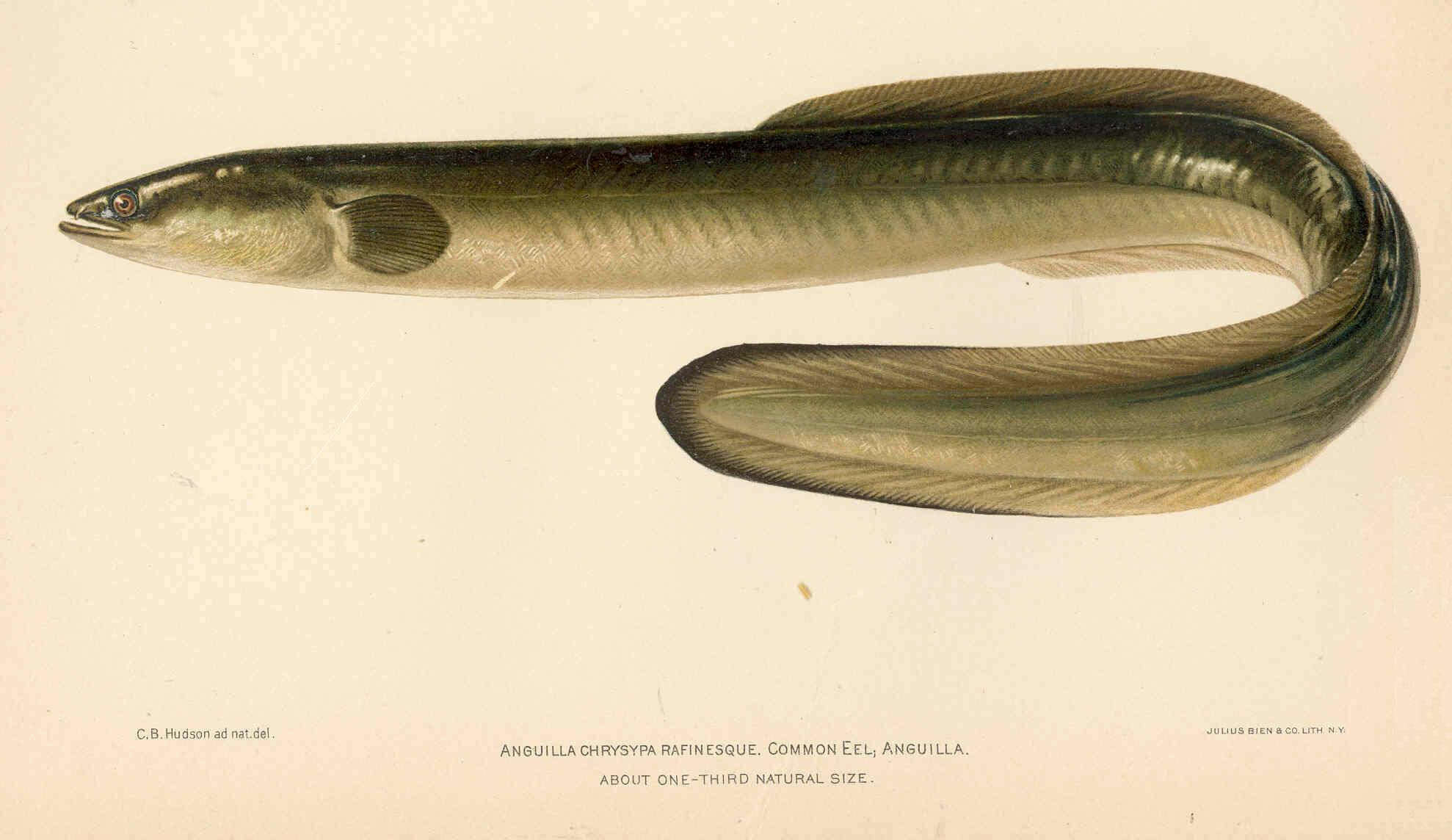 Image of freshwater eels