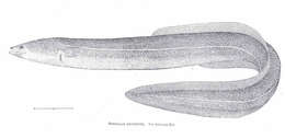 Plancia ëd Anguillidae