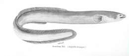 Image of freshwater eels