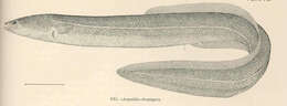 Image of freshwater eels