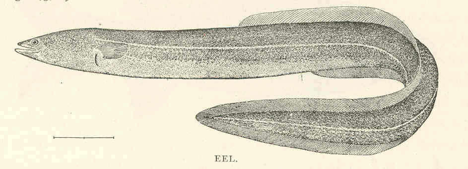 Image of freshwater eels