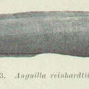 Слика од Anguilla reinhardtii Steindachner 1867