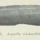 Plancia ëd Anguilla reinhardtii Steindachner 1867