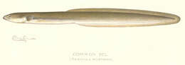 Image of freshwater eels