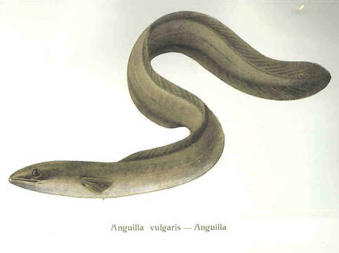 Image of Eel