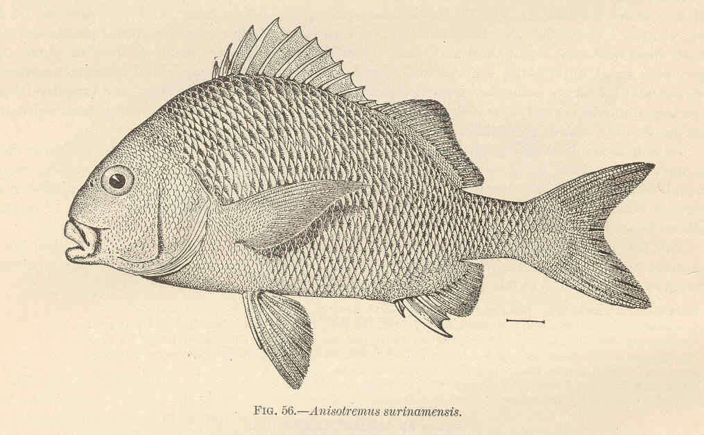 Image of Anisotremus