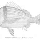 Image of Porkfish