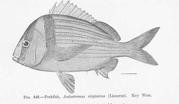 Image of Anisotremus