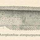 Imagem de Anoplarchus