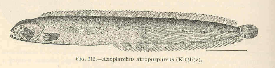 Imagem de Anoplarchus