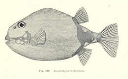 Image of Aracanidae