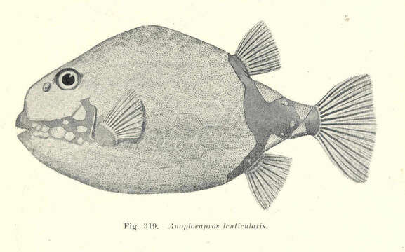 Image of Anoplocapros