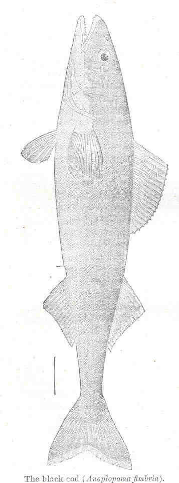 Image of sablefishes
