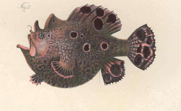 Image of frogfishes