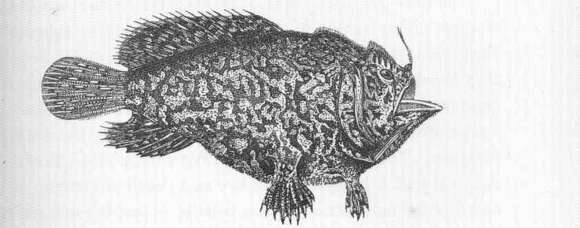 Image of Lophiocharon