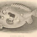 Image of Antennatus duescus (Snyder 1904)
