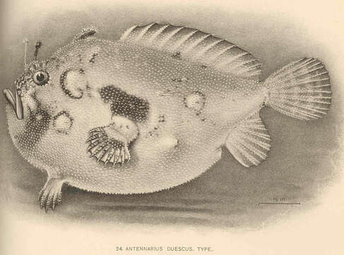 Image of Antennatus