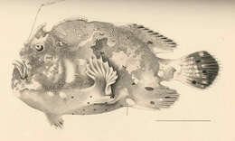 Image of frogfishes