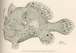 Image of Antennarius