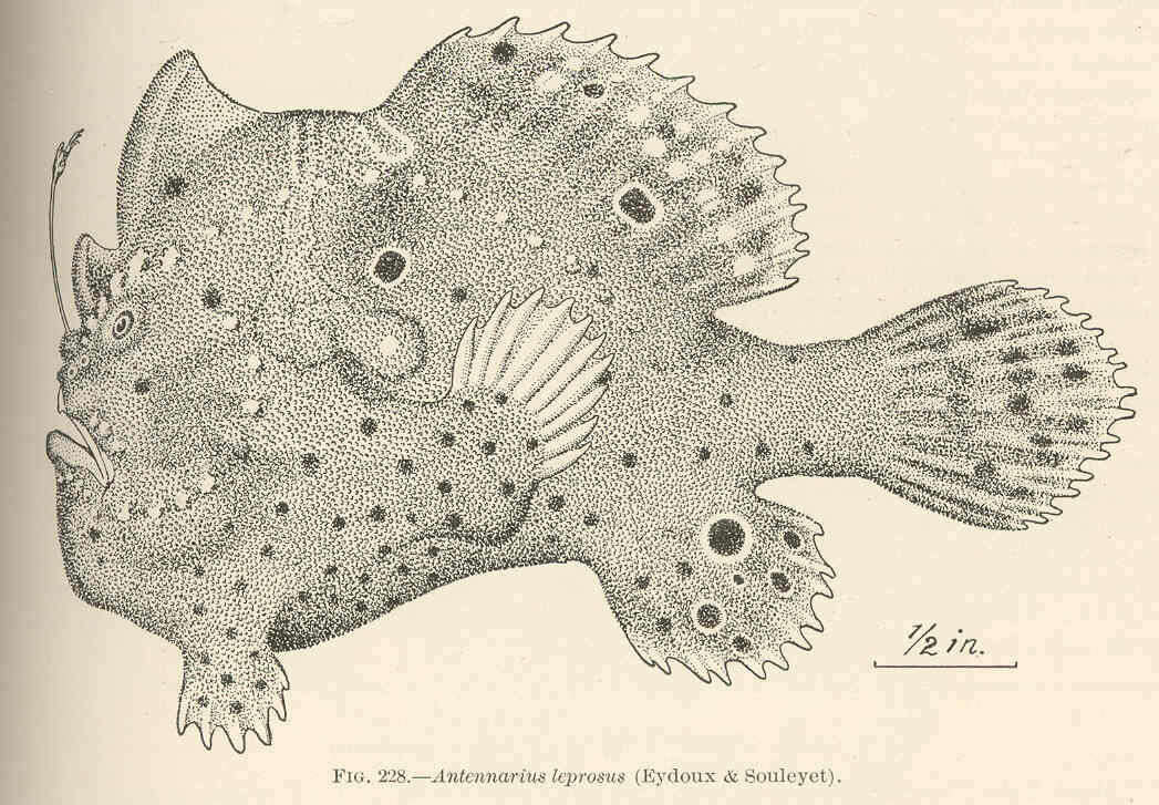 Image of Antennarius
