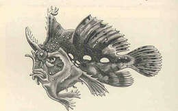 Image of frogfishes