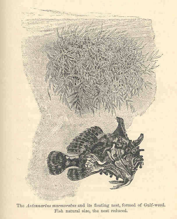 Image of frogfishes