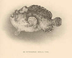 Image of Antennatus