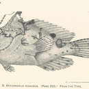 Image of Antennatus rosaceus (Smith & Radcliffe 1912)