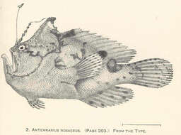 Image of anglerfishes