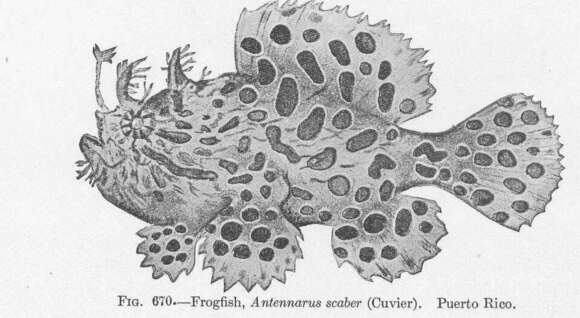 Image of frogfishes