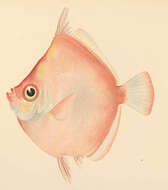 Image of Caproiformes