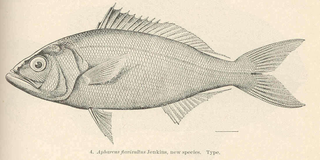 Image of Aphareus